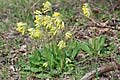 Primula veris - prvosenka jarní - lokalita - 7.4.2007 - Pavlov (BV) - hřeben Děvína