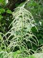 Aruncus dioicus - udatna - květ - 6.6.2005 - Lanžhot (BV) - soukromá zahrada