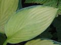 Hosta 'Pauls Glory' bohyška 'Pauls Glory'