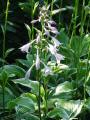 Hosta undulata var. albomarginata - bohyška vlnitolistá - květ - 24.6.2006 - Lanžhot (BV) - soukromá zahrada