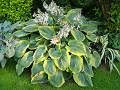 Hosta sieboldiana 'Frances Williams' bohyška 'Frances Williams'