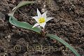 Tulipa biflora - tulipán - celá rostlina - 25.3.2007 - Lanžhot (BV) - soukromá zahrada