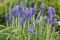 Muscari armeniacum - modřenec arménský - celá rostlina - 11.4.2009 - Lanžhot (BV) - soukromá zahrada