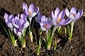 Crocus vernus Vanguard - šafrán jarní Vanguard - celá rostlina - 8.3.2008 - Lanžhot (BV) - soukromá zahrada