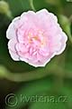 Rosa Pauls Himalayan Musk Rambler - růže Pauls Himalayan Musk Rambler - květ - 1.6.2011 - Lanžhot (BV) - soukromá zahrada