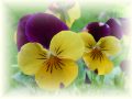 Drobnokvěté macešky - Viola ×cornuta