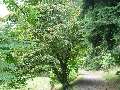 Acer tataricum - javor tatarský - celá rostlina - 5.7.2003 - Průhonice (PZ) - zámecký park