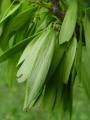 Fraxinus angustifolia - jasan úzkolistý - plod - 15.5.2004 - Lanžhot (BV) - Křenová, zadní louka u nové šutrovny