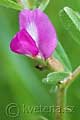 Vicia angustifolia - vikev úzkolistá - květ - 8.5.2008 - Lanžhot (BV) - louka pod zámečkem Lány