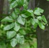 Fagus sylvatica - buk lesní - větev - 4.7.2004 - Písek (PI) - u lesního hřbitova