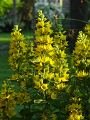 Lysimachia punctata - vrbina tečkovaná - květ - 3.6.2003 - Lanžhot (BV) - soukromá zahrada