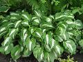 Hosta undulata var. mediovariegata bohyška