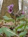 Pulmonaria officinalis - plicník lékařský - celá rostlina - 11.4.2003 - Lanžhot (BV) - Kazůbek