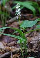 Maianthemum bifolium - pstroček dvoulistý - celá rostlina - 8.5.2007 - Lanžhot (BV) - Obora - Soutok