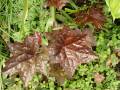 Heuchera micrantha Palace Purple - dlužicha Palace Purple - list - 15.5.2006 - Lanžhot (BV) - soukromá zahrada