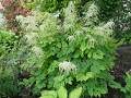 Aruncus dioicus - udatna - celá rostlina - 6.6.2005 - Lanžhot (BV) - soukromá zahrada