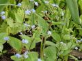 Brunnera macrophylla - poměnkovec velkolistý - celá rostlina - 17.4.2005 - Lanžhot (BV) - soukromá zahrada