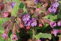 Pulmonaria officinalis plicník lékařský