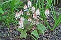 Tiarella wherryi - tiarela - celá rostlina - 13.4.2007 - Lanžhot (BV) - soukromá zahrada