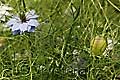 Nigella damascena - černucha damašská - celá rostlina - 16.6.2010 - Praha (PH) - Botanická zahrada UK Praha