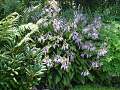 Hosta lancifolia - bohyška - celá rostlina - 8.8.2004 - Lanžhot (BV) - soukromá zahrada