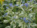 Brunnera macrophylla 'Variegata' poměnkovec velkolistý  'Variegata'