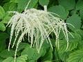 Aruncus dioicus udatna