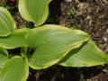 Hosta montana var. aureomarginata - bohyška - list - 8.5.2006 - Lanžhot (BV) - soukromá zahrada