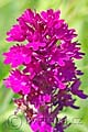 Anacamptis pyramidalis - rudohlávek jehlancovitý - květ - 4.7.2010 - Hroznová Lhota (HO) - SPR Čertoryje - Bílé Karpaty