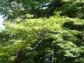 Acer palmatum - javor dlanitolistý - větev - 28.8.2004 - Lednice (BV) - zámecký park