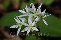 Allium ursinum - česnek medvědí - květ - 21.4.2007 - Lanžhot (BV) - Obora - Soutok