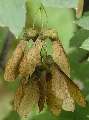 Acer pseudoplatanus Atropurpureum - javor horský Atropurpureum - plod - 6.9.2003 - Lednice (BV) - zámecká zahrada