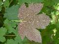 Acer pseudoplatanus Atropurpureum - javor horský Atropurpureum - větev - 6.9.2003 - Lednice (BV) - zámecká zahrada