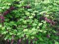 Akebia quinata - akebie pětičetná - celá rostlina - 1.5.2006 - Lanžhot (BV) - soukromá zahrada