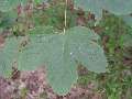Acer pseudoplatanus - javor klen - list - 11.7.2003 - Břeclav (BV) - Boří les