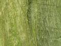Acer palmatum - javor dlanitolistý - kůra - 28.8.2004 - Lednice (BV) - zámecký park
