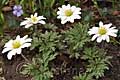 Anemonoides blanda White Splendour - sasanka vábná White Splendour - celá rostlina - 2.4.2011 - Lanžhot (BV) - soukromá zahrada