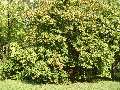 Acer ginnala - javor ginnala - celá rostlina - 1.8.2003 - Lednice (BV) - zámecká zahrada