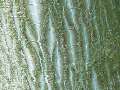 Acer crataegifolium - javor hloholistý - kůra - 6.9.2003 - Lednice (BV) - zámecká zahrada
