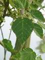 Acer crataegifolium - javor hloholistý - list - 6.9.2003 - Lednice (BV) - zámecká zahrada