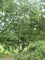 Acer crataegifolium - javor hloholistý - celá rostlina - 5.7.2003 - Průhonice (PZ) - zámecká zahrada
