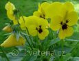 Viola ×cornuta Twix®F1 Yellow with Eye - violka ×cornuta Twix®F1 Yellow with Eye - květ - 7.10.2006 - Lanžhot (BV) - soukromá zahrada