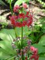 Primula japonica - prvosenka - celá rostlina - 28.5.2006 - Lanžhot (BV) - soukromá zahrada