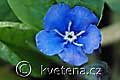 Omphalodes verna - pupkovec jarní - květ - 4.3.2007 - Lanžhot (BV) - soukromá zahrada