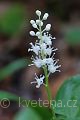 Maianthemum bifolium pstroček dvoulistý