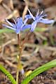 Scilla drunensis - ladoňka rakouská - květ - 18.3.2012 - Lanžhot (BV) - Okraj lesa u louky Březová