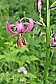 Lilium martagon - lilie zlatohlavá - květ - 5.7.2011 - Slovensko - Vrátná dolina, Malá Fatra