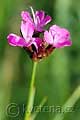 Dianthus armeria - hvozdník svazčitý - květ - 24.5.2008 - Lanžhot (BV) - Košarské louky