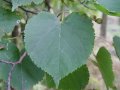 Tilia cordata lípa malolistá