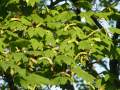 Acer circinatum - javor okrouhlolistý - větev - 12.8.2004 - Lednice (BV) - zámecká zahrada